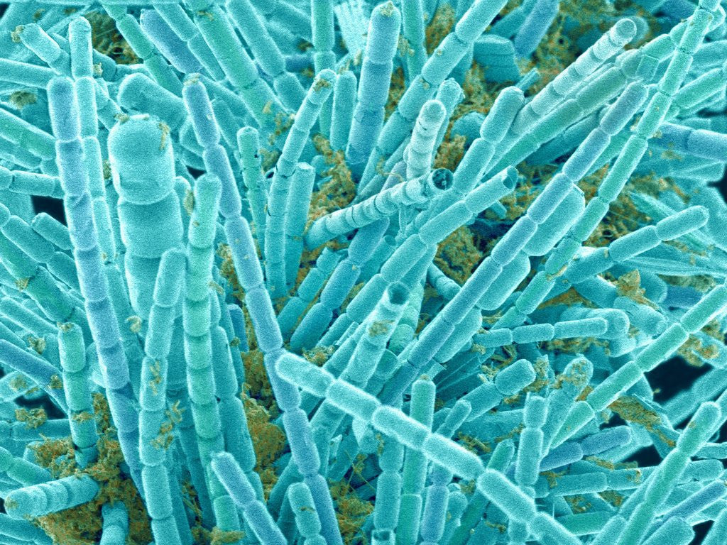 Detail of Marine Diatom by Anonymous