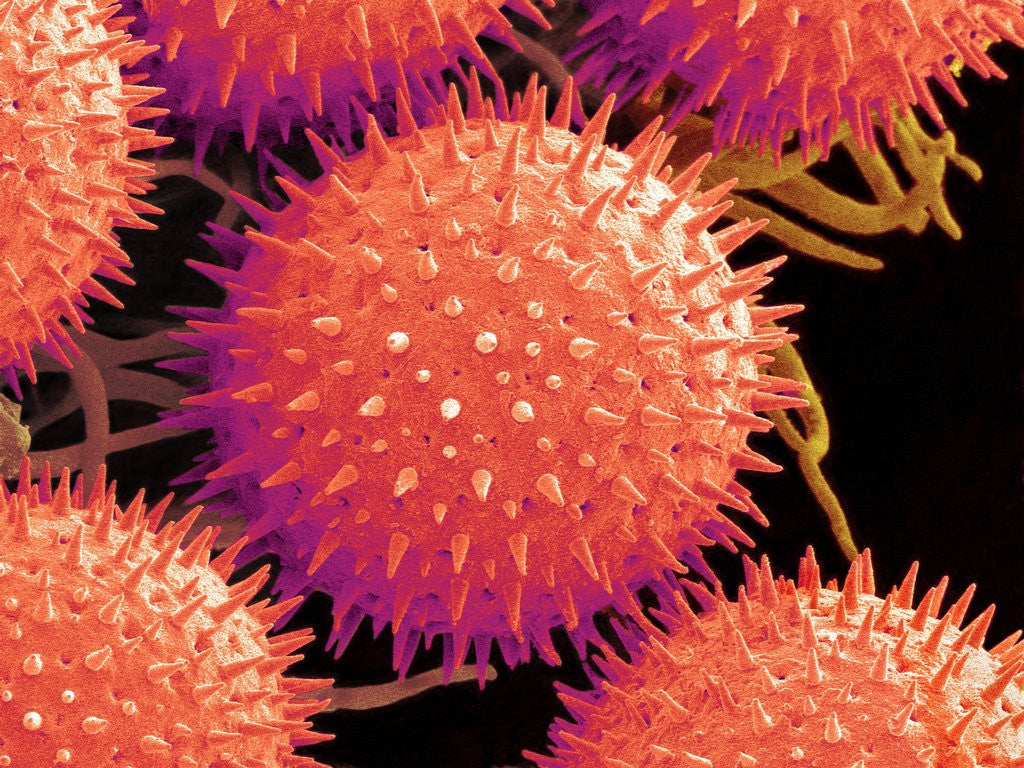 Detail of Pollen on Pistil of Mallow by Anonymous
