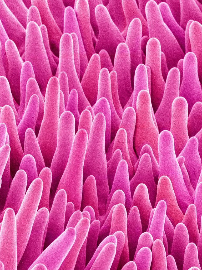 Detail of Cymbidum Orchid Petal by Anonymous