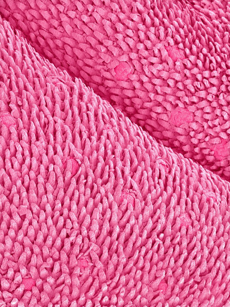 Detail of Mouse Tongue by Anonymous