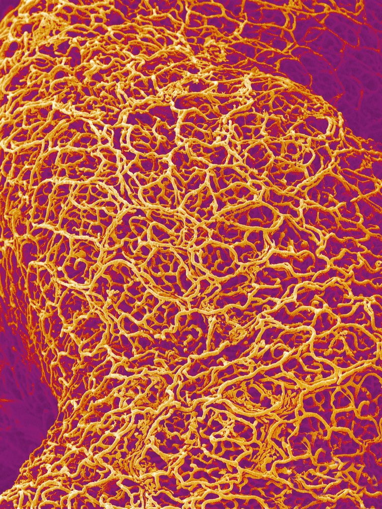 Detail of Blood Vessel Cast from Rat Colon by Corbis