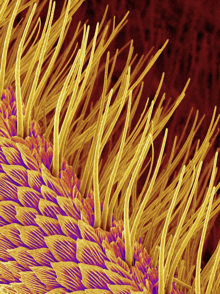 Detail of Sensory Hairs on a Moth Antenna by Anonymous