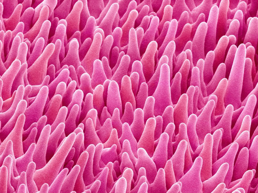 Detail of Cymbidum Orchid Petal by Anonymous
