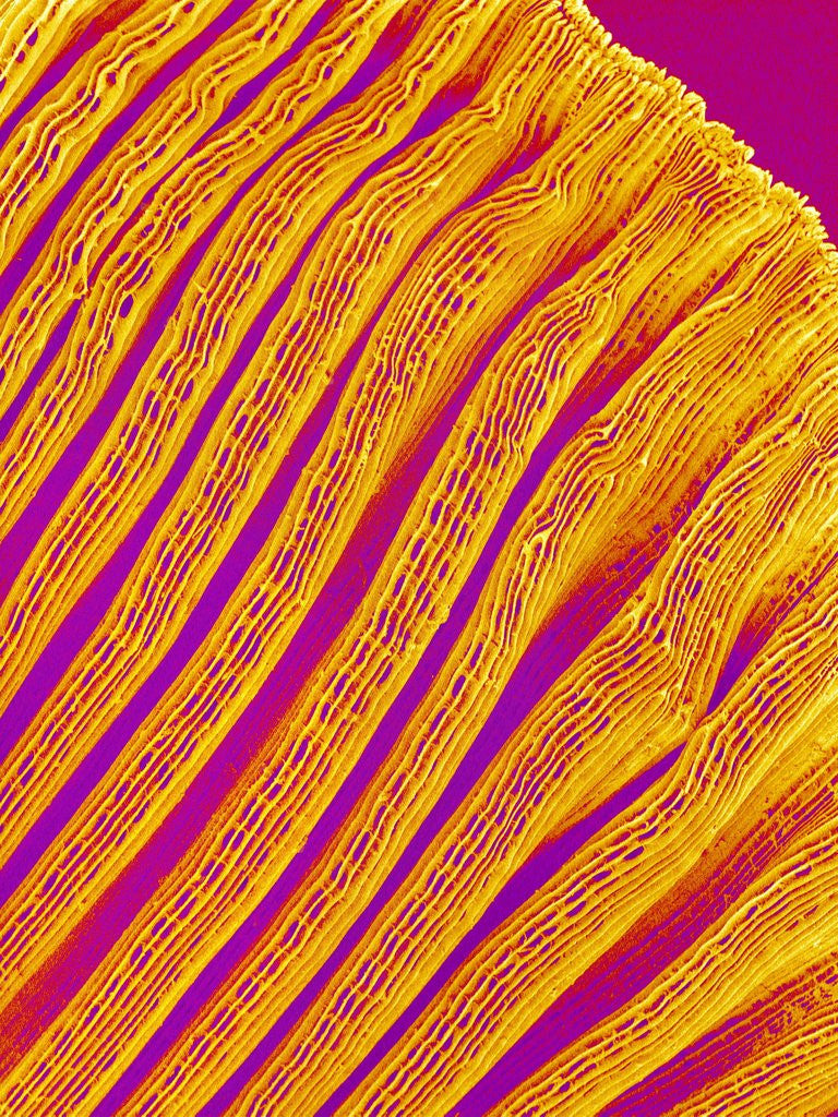 Detail of Freshwater Clam Gills by Anonymous