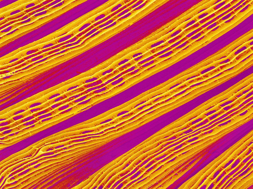Detail of Freshwater Clam Gills by Anonymous