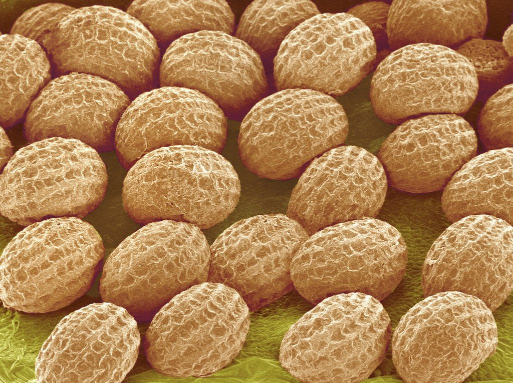 Detail of Freesia Flower Ovules by Anonymous