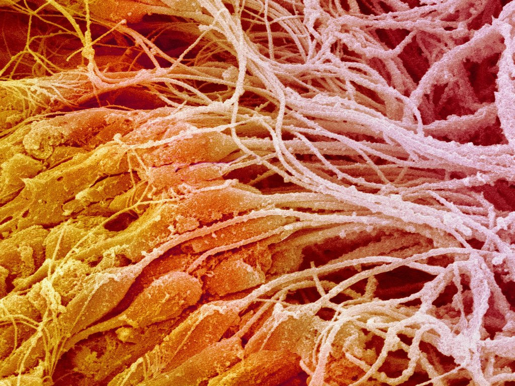 Detail of Sperm in Testis of a Rat by Anonymous