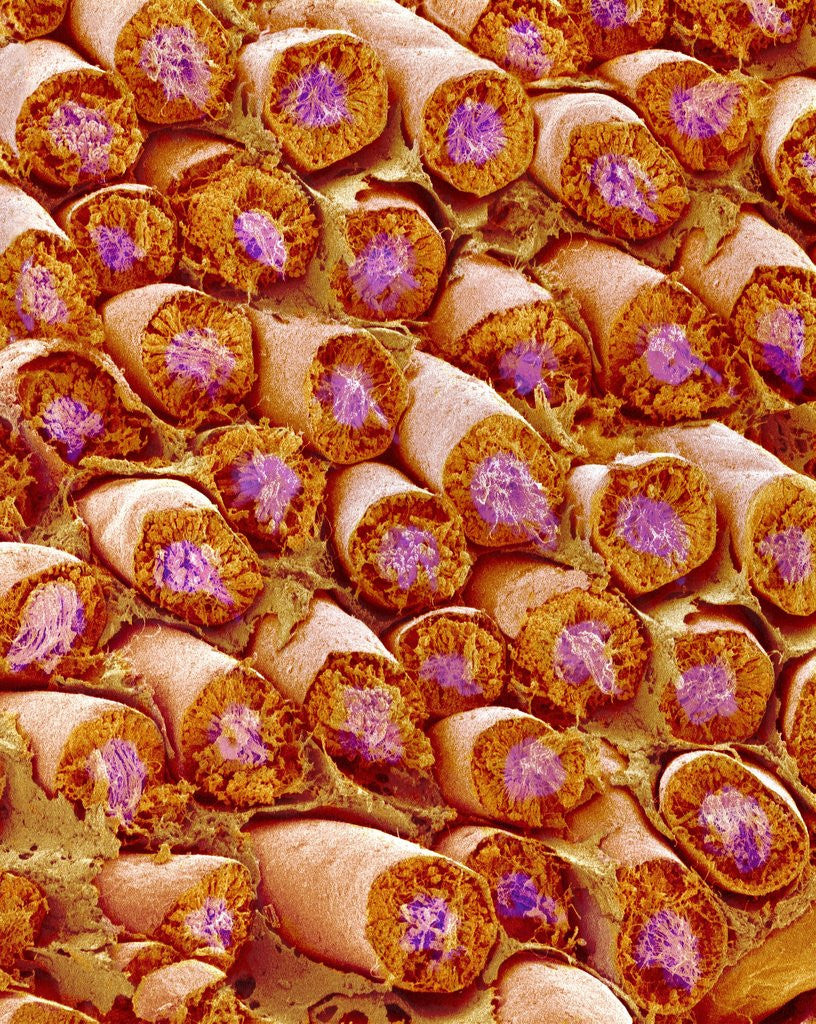Detail of Sperm in Testis of a Rat by Anonymous