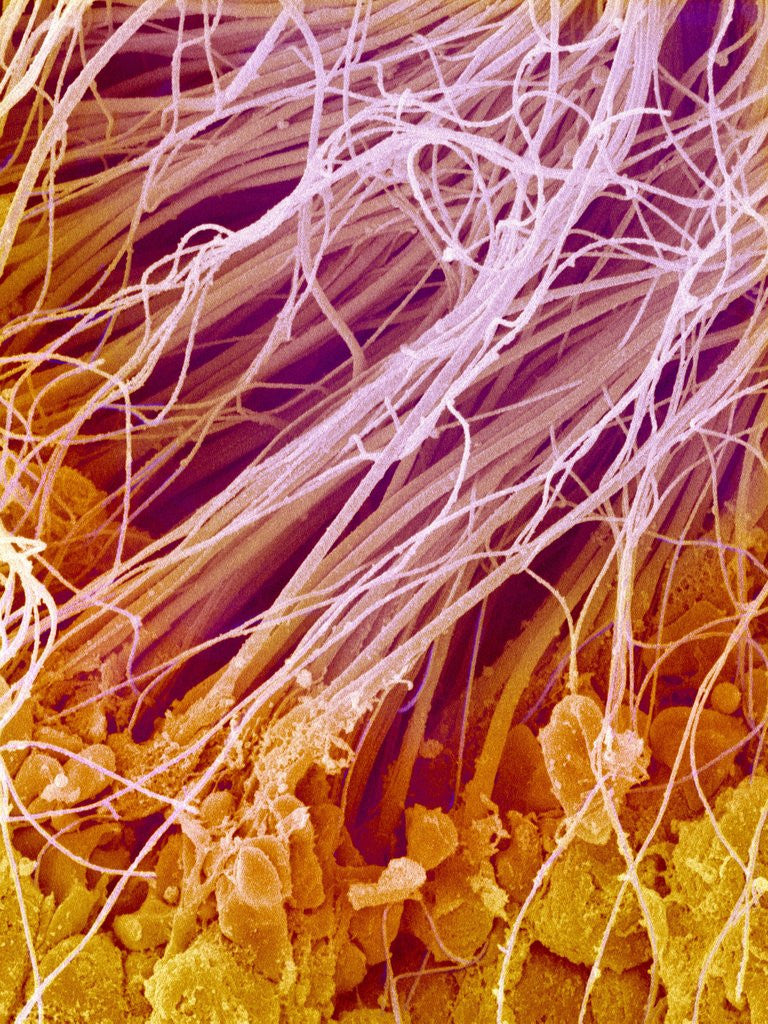 Detail of Sperm in Testis of a Rat by Anonymous