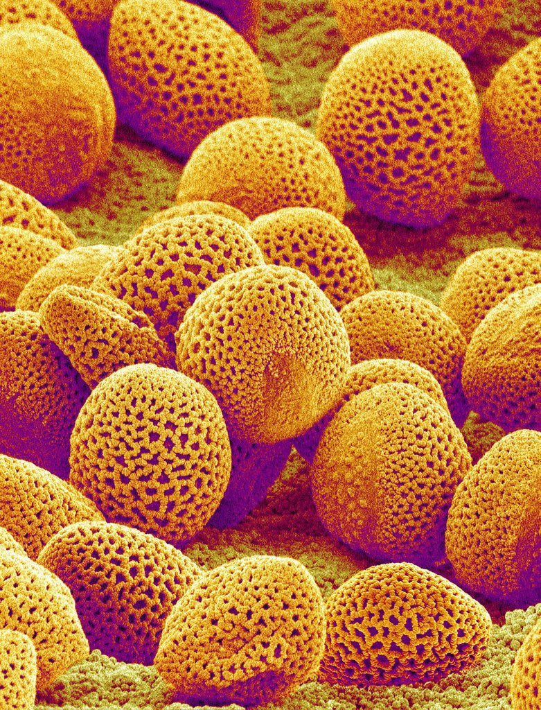 Detail of Lily Pollen by Anonymous