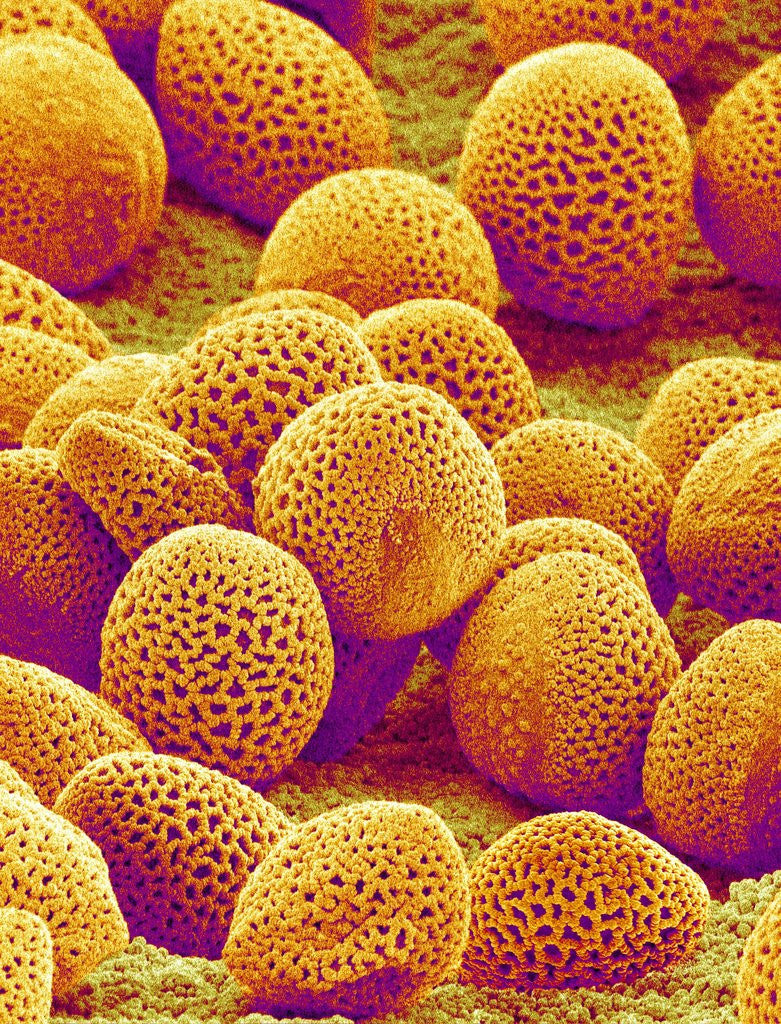 Detail of Lily Pollen by Corbis