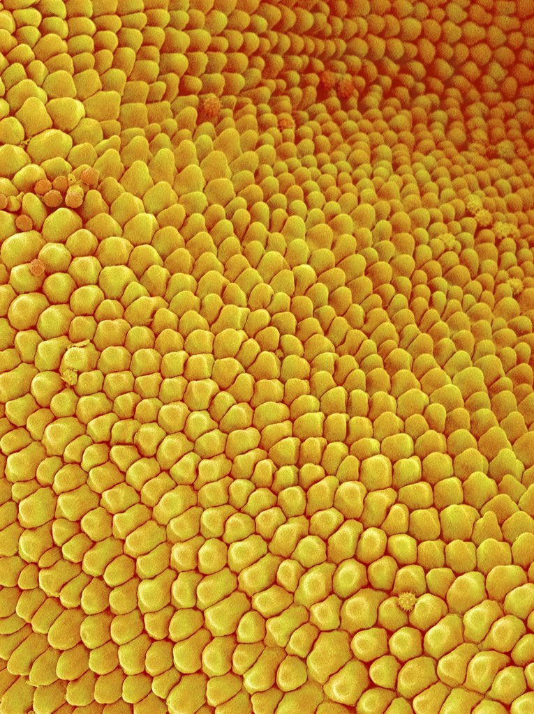 Detail of Petal of Wildflower in Chrysanthemum Family by Anonymous