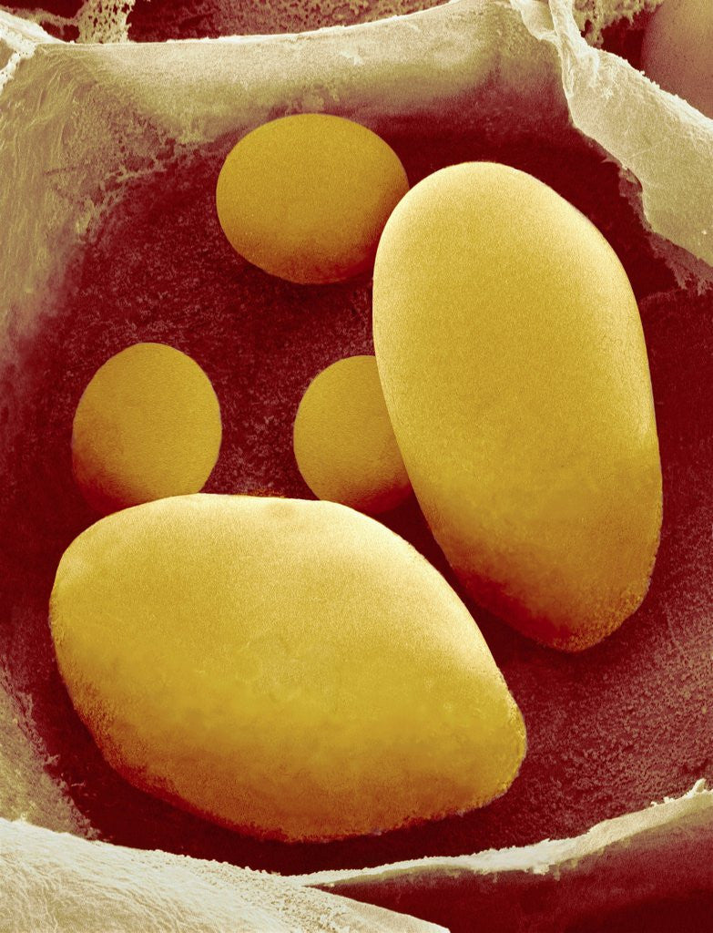 Detail of Starch Grains of Potato Cells by Anonymous