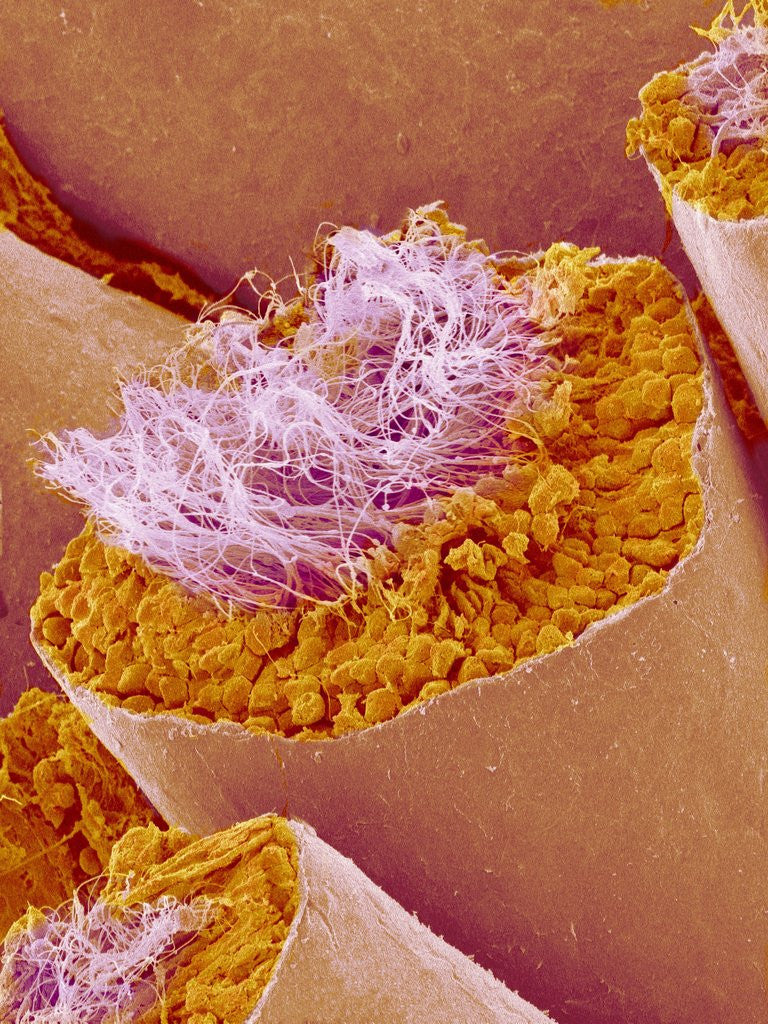 Detail of Sperm in Testis of a Rat by Anonymous