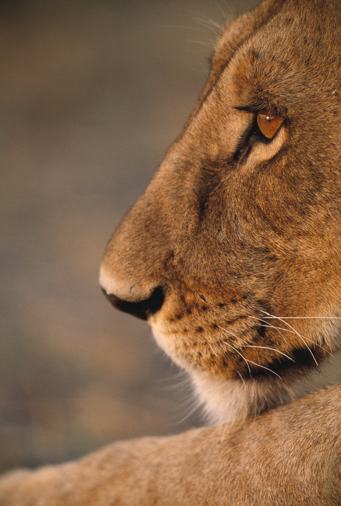 Detail of Lion Cub at Dawn, Botswana by Anonymous