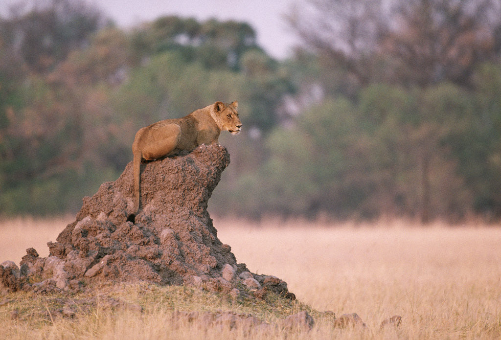 Detail of Lioness on Termite Mound by Anonymous
