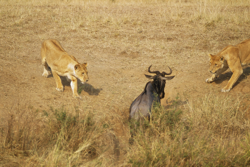 Detail of Lions Hunting a Wildebeest by Anonymous