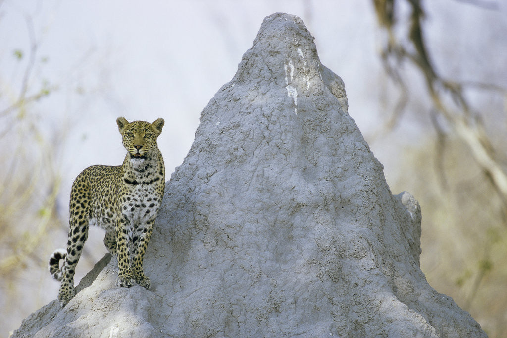 Detail of Leopard on Termite Mound by Anonymous