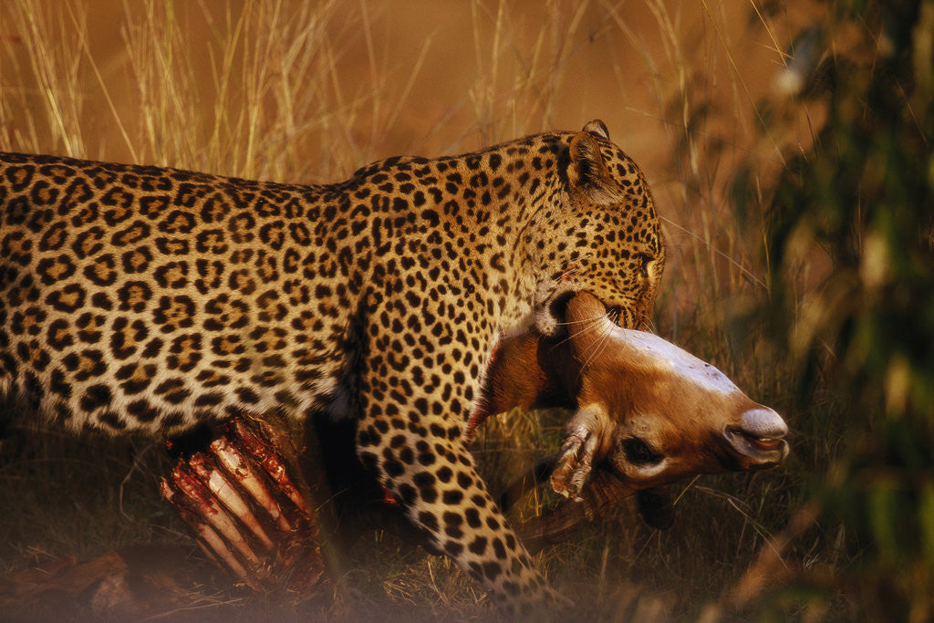 Detail of Leopard with Impala Kill by Anonymous