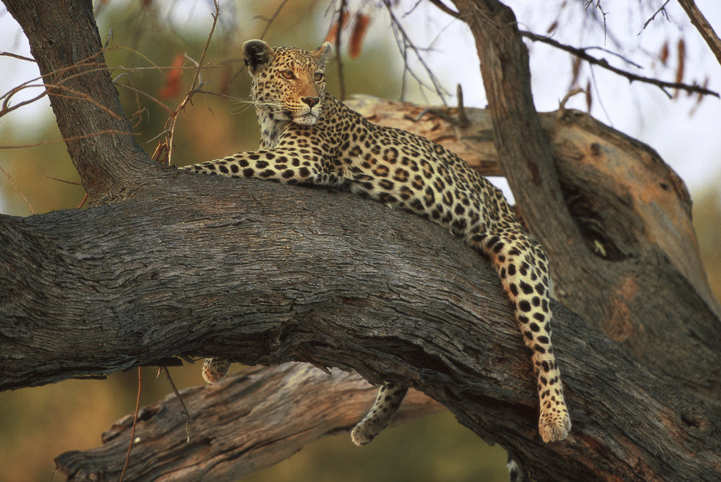 Detail of Leopard in Tree by Anonymous