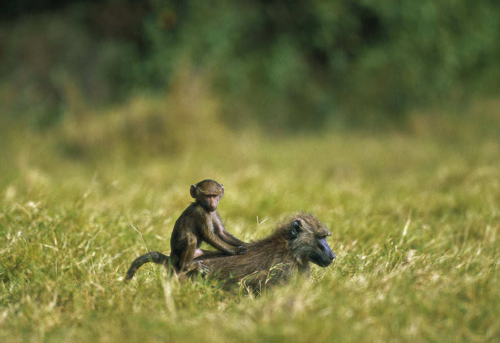 Detail of Chacma Baboons in Grass by Anonymous