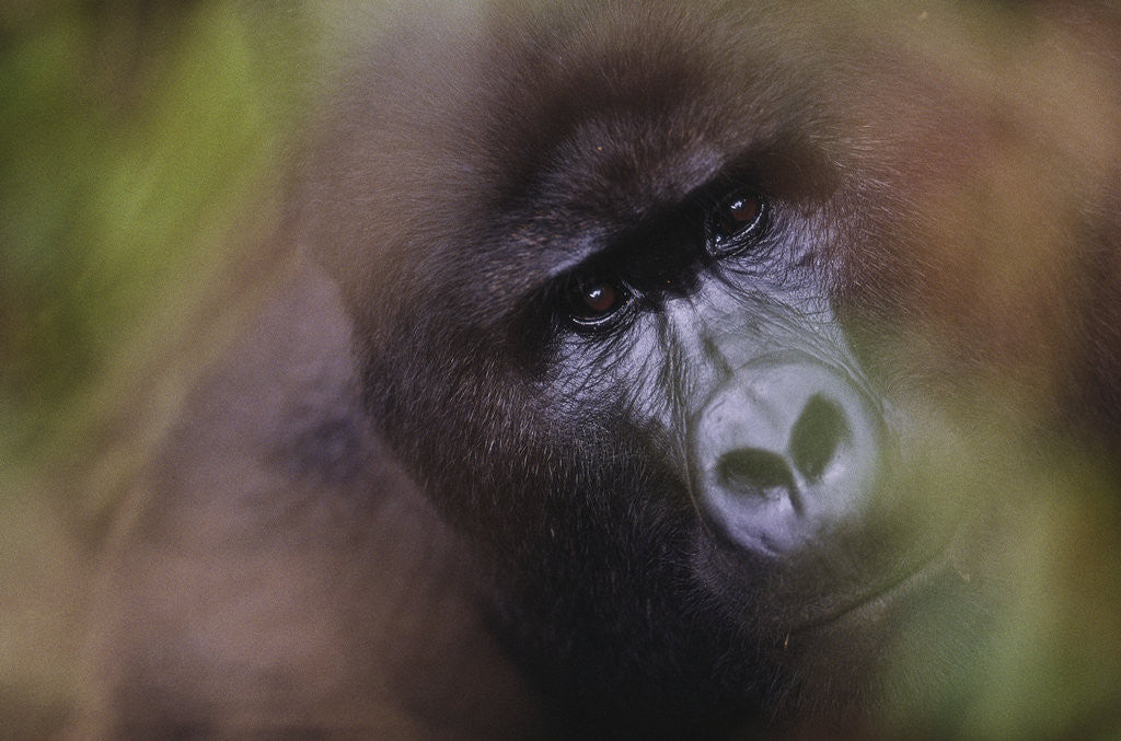 Detail of Close-up of Mountain Gorilla by Anonymous