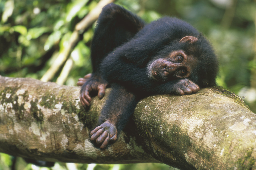 Detail of Chimpanzee Lying on Branch by Anonymous