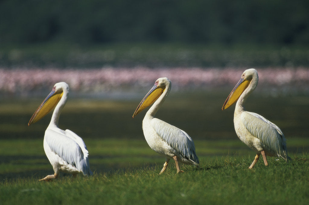 Detail of Row of White Pelicans by Anonymous