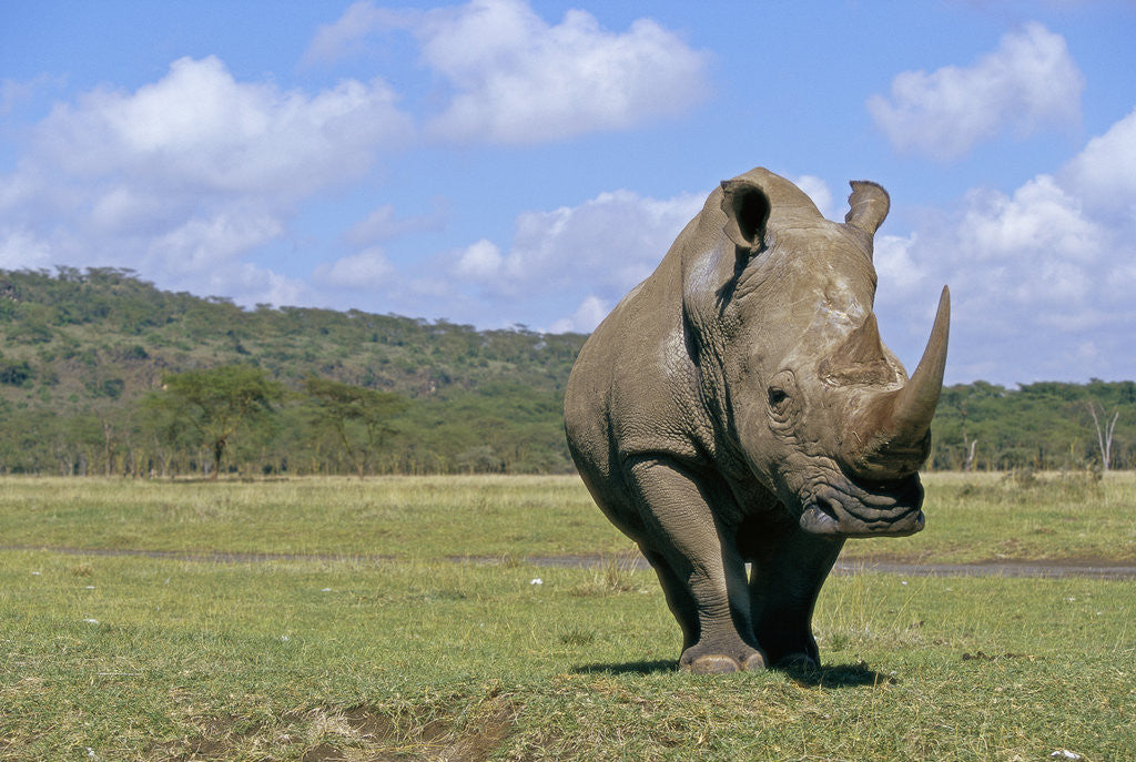Detail of White Rhinoceros in Meadow by Anonymous