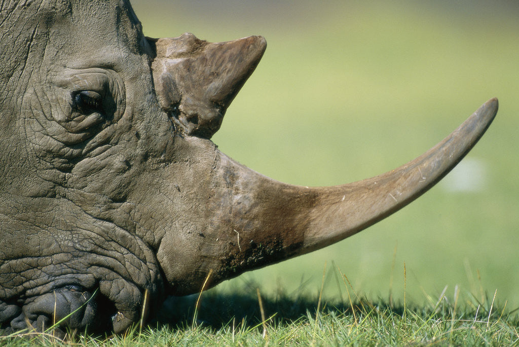 Detail of Close-up of White Rhinoceros by Anonymous