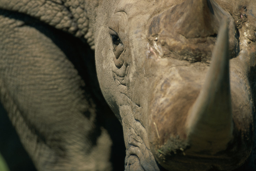 Detail of Close-up of White Rhinoceros by Anonymous
