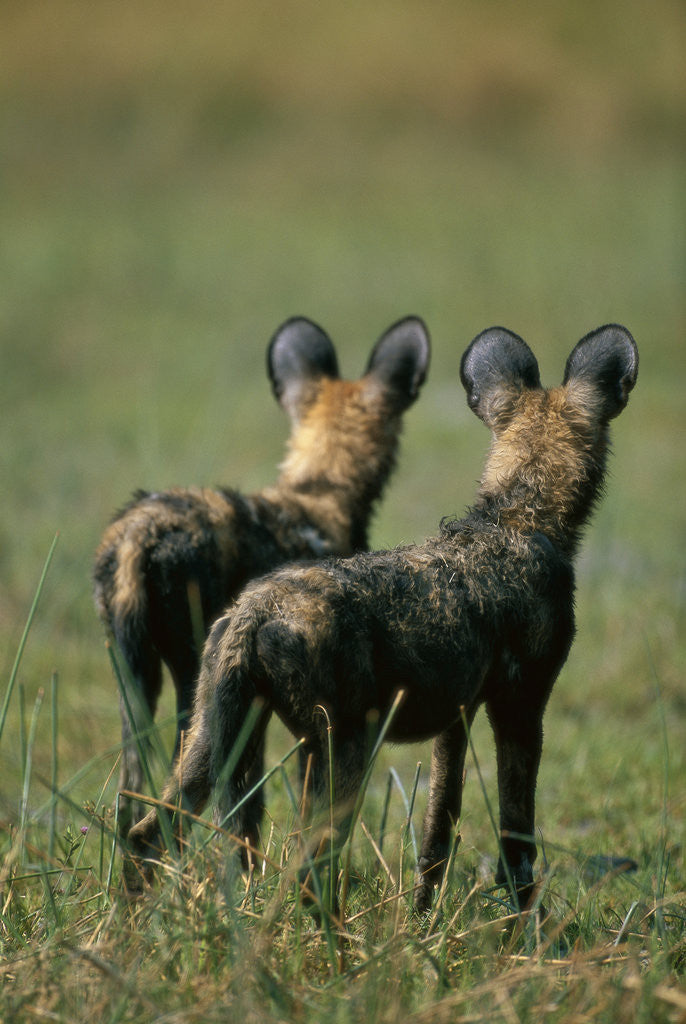 Detail of Close-up of Wild Dogs by Anonymous
