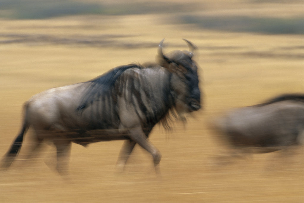 Detail of Wildebeest Running in Grass by Anonymous