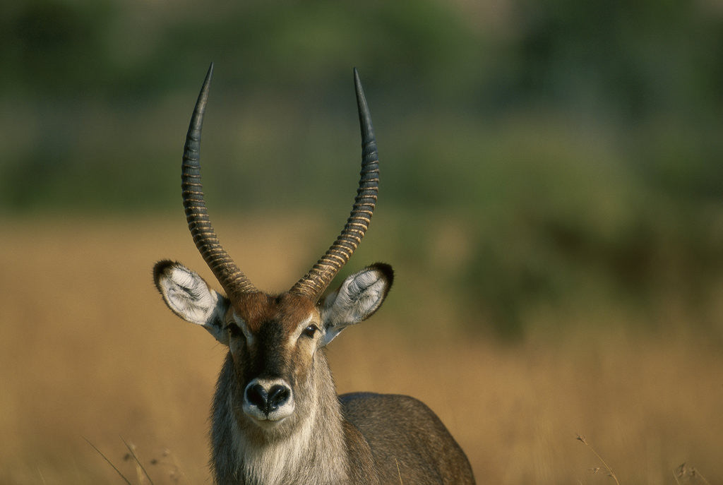Detail of Close-up of Waterbuck by Anonymous