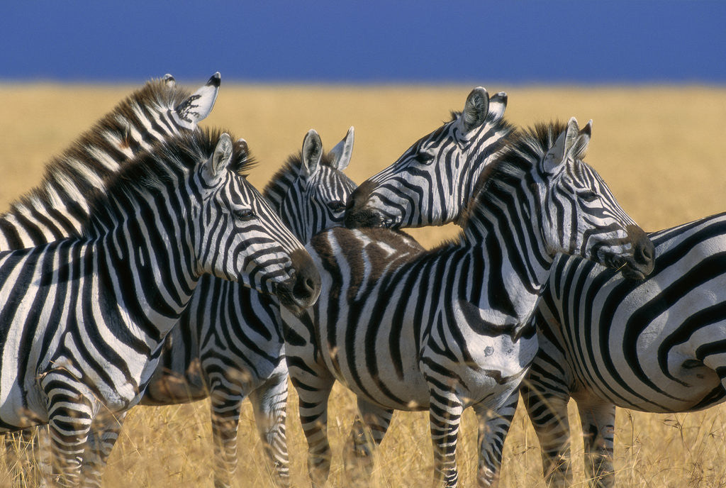 Detail of Herd of Plains Zebras by Corbis