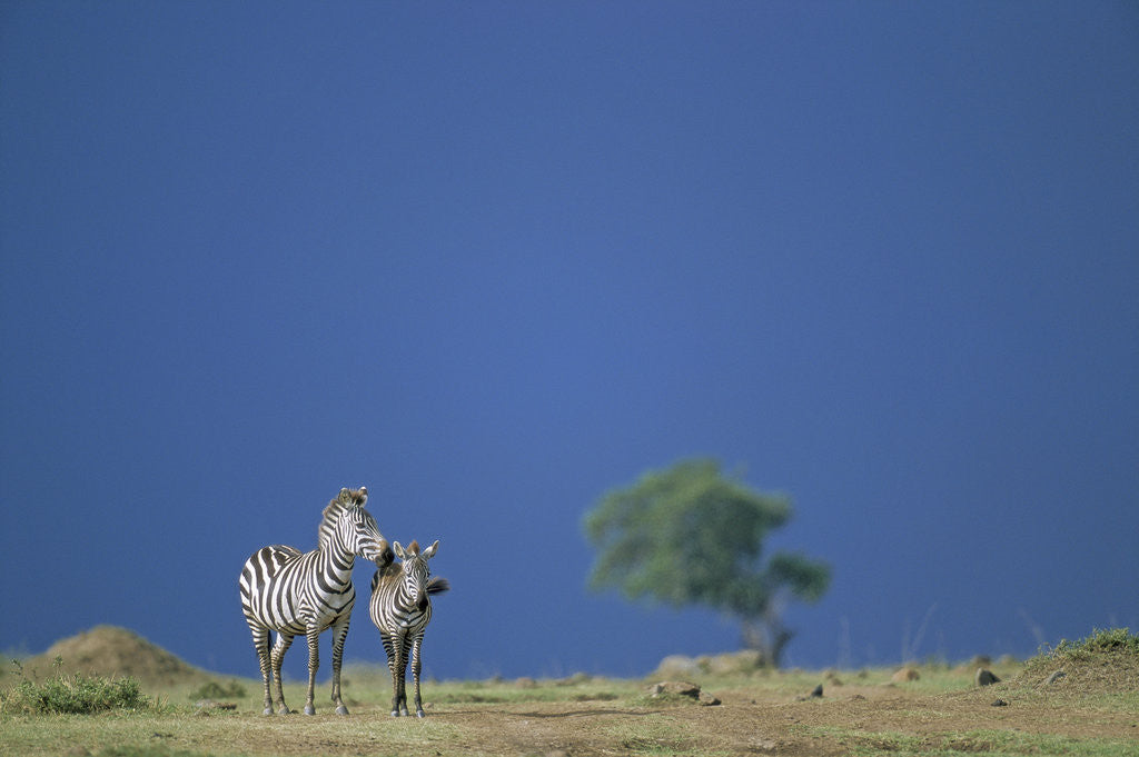 Detail of Plains Zebras in Savanna by Corbis
