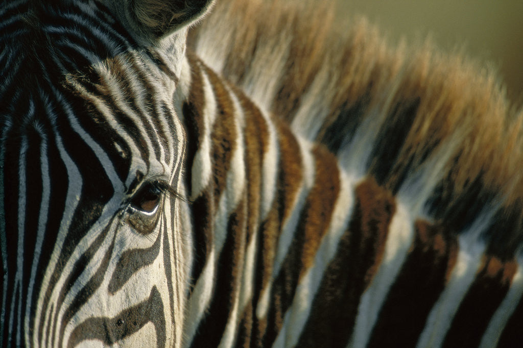 Detail of Close-up of Plains Zebra by Anonymous