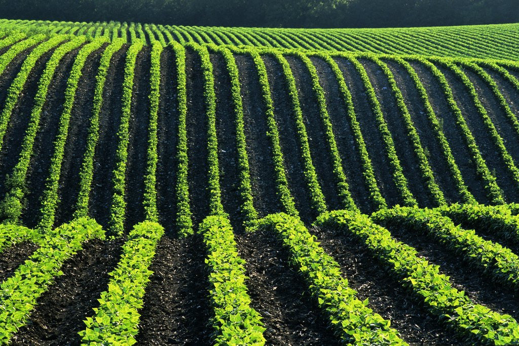 Detail of Bean Field by Anonymous