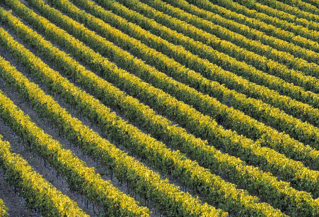 Detail of Grapevines at Vineyard by Anonymous