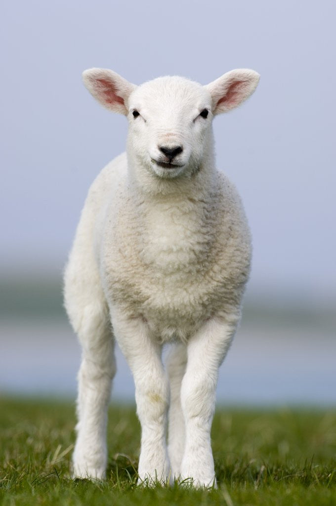 Detail of Close-up of Lamb in Meadow by Corbis