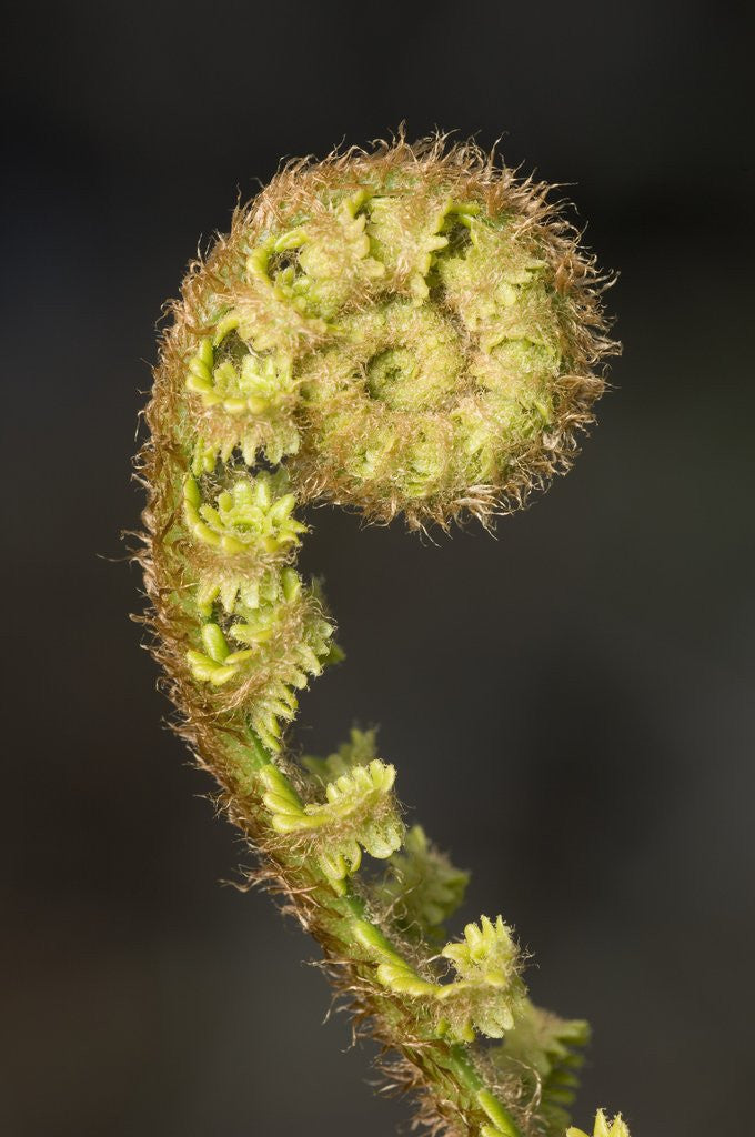 Detail of Close-up of Fern Fiddlehead by Anonymous