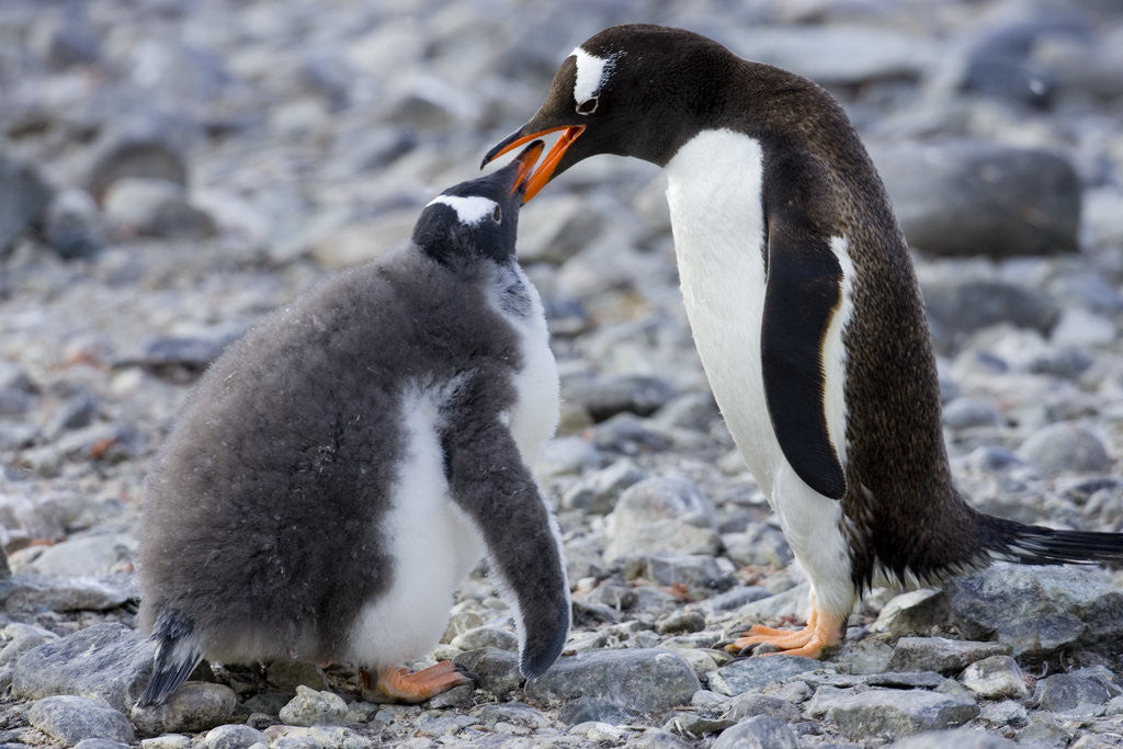 Detail of Gentoo Penguin Feeding Young by Anonymous