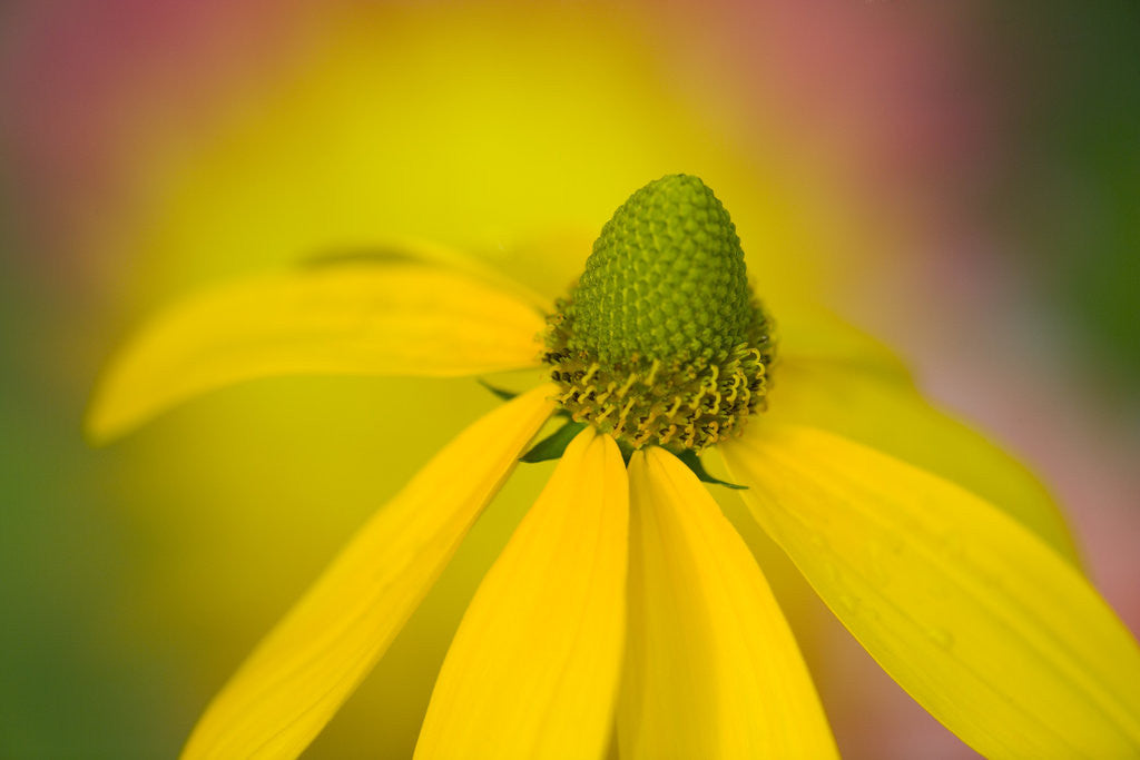 Detail of Close-up of Yellow Coneflower by Anonymous