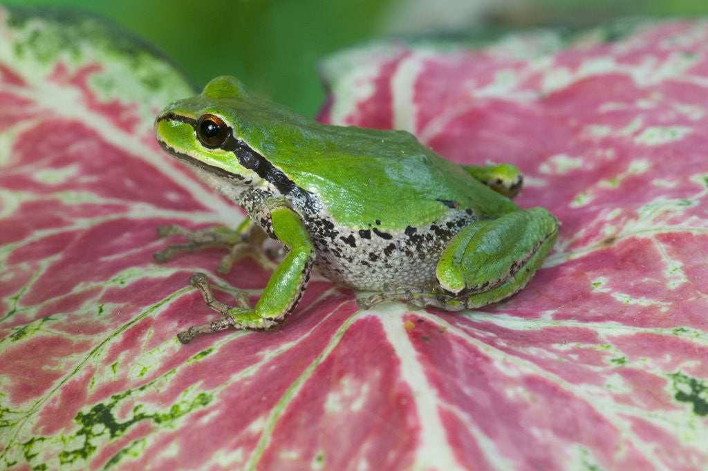 Detail of Pacific Tree Frog on Caladium Leaf by Anonymous