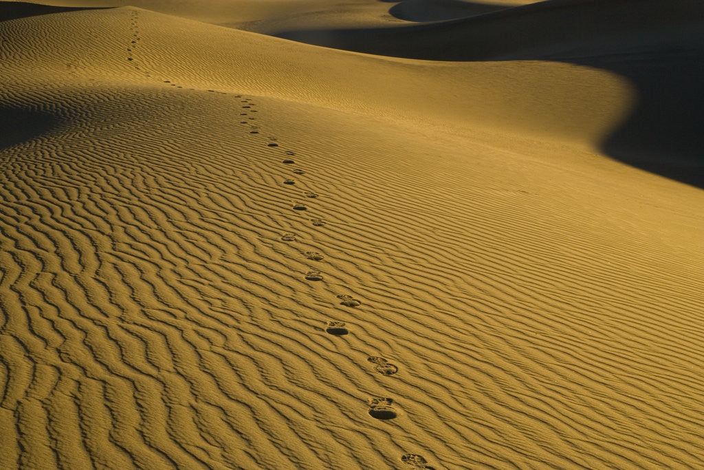 Detail of Footprints in Sand Dunes by Anonymous