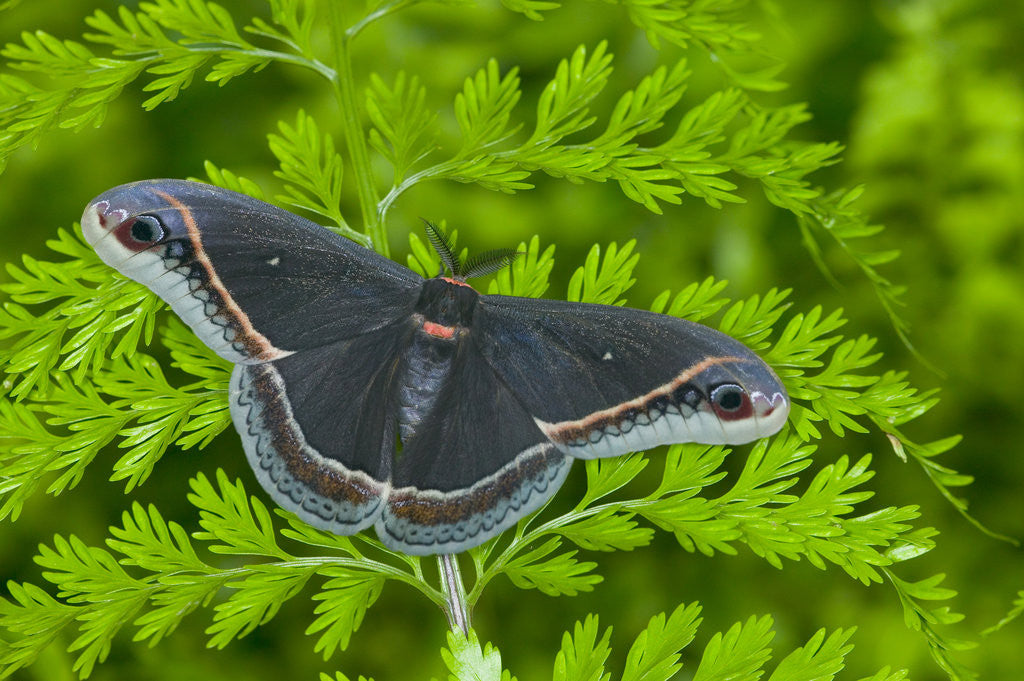 Detail of Calleta Silkmoth on Fern by Anonymous
