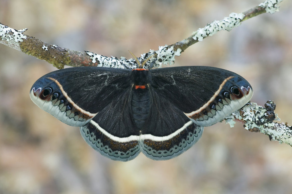 Detail of Calleta Silkmoth on Lichen-Covered Branch by Anonymous