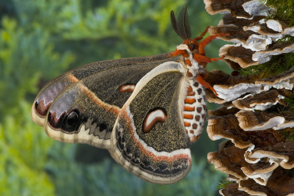Detail of Cecropia Moth on Mushroom-Covered Tree by Corbis