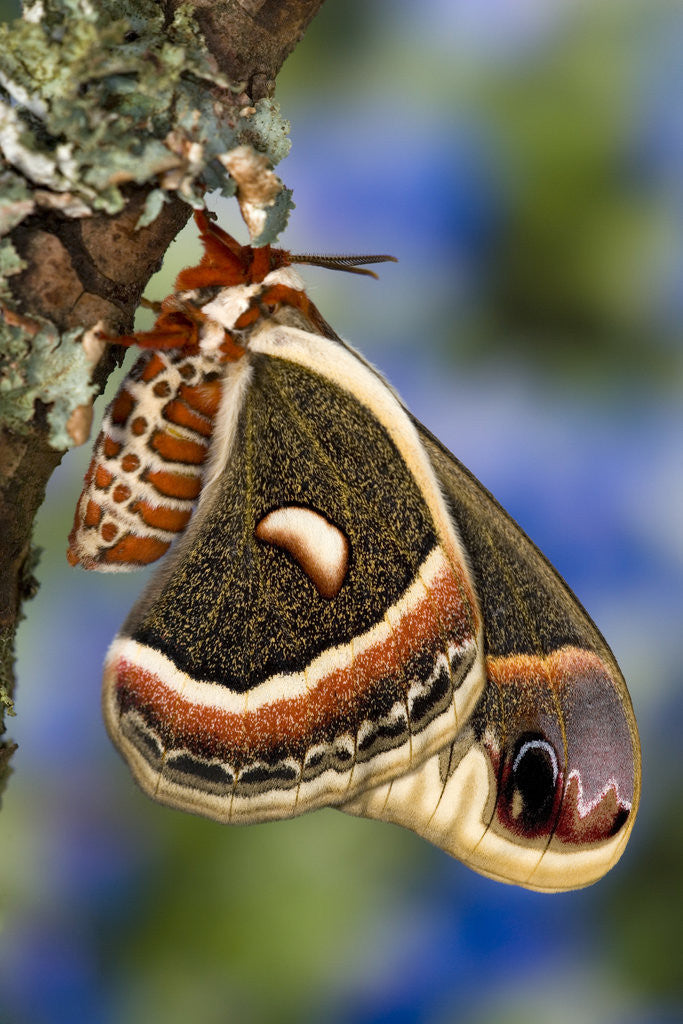 Detail of Cecropia Moth on Lichen-Covered Tree by Anonymous