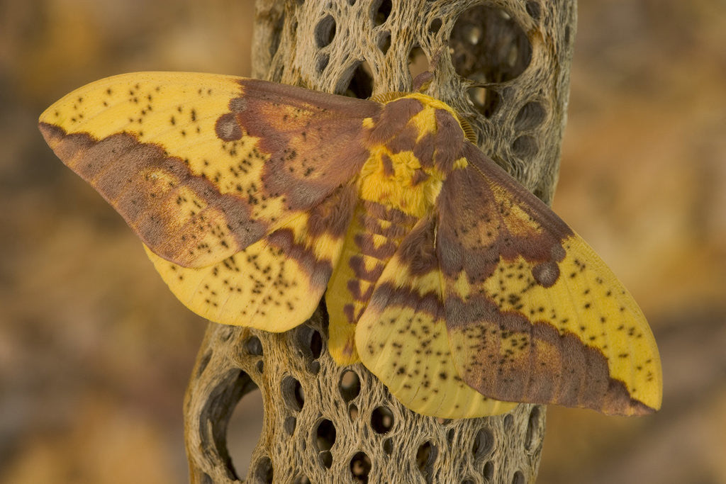 Detail of Imperial Moth on Dead Cactus Branch by Anonymous